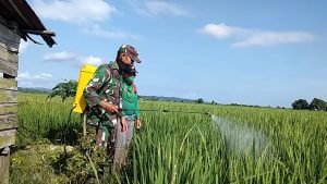 Tingkatkan Ketahanan Pangan, Babinsa Turun Langsung Ke Sawah Dampingi Petani Semprot Hama Padi