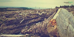 Memalukan, Waka II DPRD Tebo Resmi Tersangka Pembalakan Liar