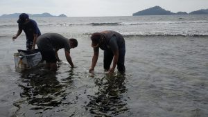 KKP Lepasliarkan 401.408 Benih Lobster Hasil Selundupan di Pesisir Selatan