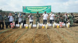 Tingkatkan Ketahanan Pangan Dimasa Pandemi, Kodim 0416/Bute Tanam Jagung