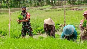Motivasi Petani Dalam Mendukung Hanpangan, Babinsa Taliwang Lakukan Pendampingan Tanam Padi