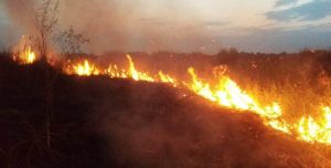 Kebakaran Lahan Gambut di Muaro Jambi Berhasil Dipadamkan