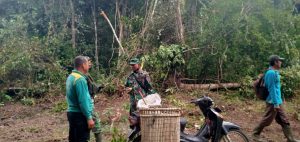 Luar Biasa, Petani Ini Bagikan Nanas Untuk Anggota di Lokasi TMMD