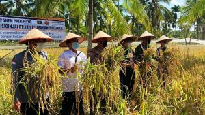 Bupati Bersama Kapolres dan Dandim 0419 Tanjab Panen Padi Raya Kampung Tangguh Siginjai