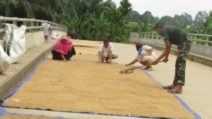 Anggota Satgas TMMD Bantu Petani Jemur Padi