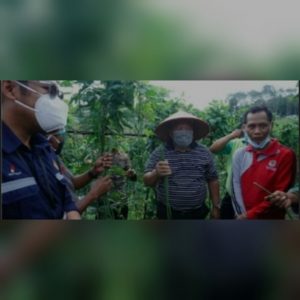 Bupati Panen Raya Organik di Desa Lubuk Terentang