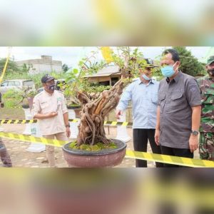 Wakil Bupati Membuka Pameran Dan Kontes Bonsai Lokalan