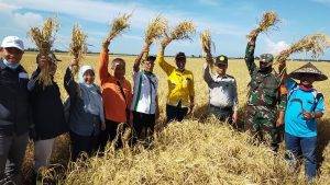 Babinsa Koramil Nipahpanjang Dampingi Panen Ubinan Petani