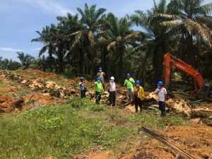 “Tumbang Perdana” KUD Manunggal Jaya Menandai Regenerasi Sawit di Merlung