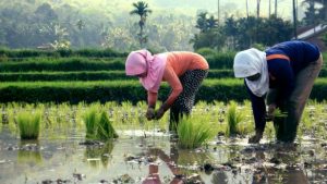 Ketersediaan Bahan Pangan Menjaga Inflasi Jambi Tetap Rendah