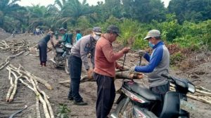 Warga Sungaiterap dan Satgas TMMD Gotong royong Kumpulkan pohon Pelangas untuk Galar