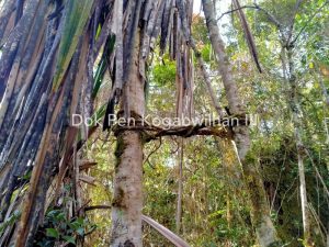 Modus OPM didukung front Politik, Klandestin dan Bersenjata