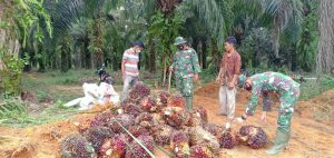 Manfaatkan Waktu Senggang, Satgas Bantu Warga Panen Sawit