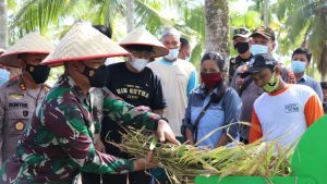 Dandim 0419/Tanjab bersama Kapolres dampingi Bupati Tanjab Barat Panen Padi Raya Kampung Tangguh Siginjai