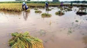 Duh…Terdampak Banjir, Hampir Ratusan Hektar Sawah di Sungai Penuh Terancam Puso