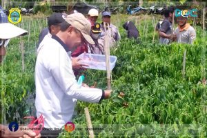 Ditopang Teknologi Pertanian,Petani Holtikultura Desa Tri Mulya Semakin Maju