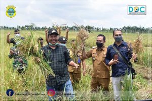 Tinjau Kebun Nanas, Kopi dan Panen Padi, Bupati Tantang Petani