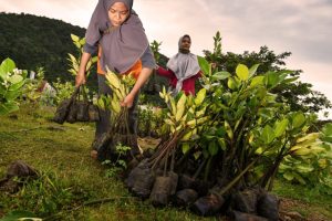 Menyematkan Harapan Baru Pemulihan Gambut dan Pengendalian Karhutla