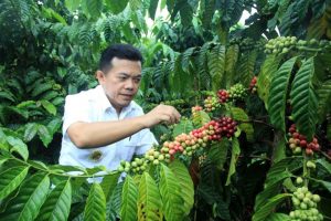 Bupati: Kopi Robusta Merangin Telah Miliki IG