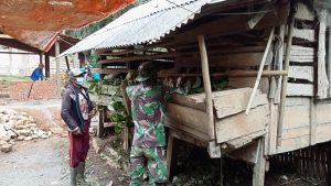 Sambil Komsos, Anggota Satgas TMMD 111 Bantu Warga Beri Makan Ternak