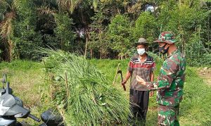 Bantu Warga Cari Pakan Ternak, Bukti Kedekatan Anggota Satgas TMMD di Desa Bukitberingin