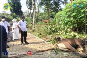 Idul Adha 1442H, Bupati Tanjab Timur Kurban 10 Sapi Secara Pribadi