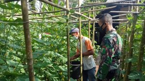 Anggota Satgas TMMD Bantu Orang Tua Asuh Panen Timun