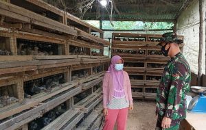 Sambangi Peternak Puyuh, Satgas TMMD Jalankan Fungsi Komsos