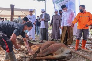 Pemkab Tanjab Barat Perdana Lakukan Penyembelihan 33 Ekor Hewan Qurban