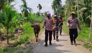 Kapolres Tanjab Barat Antar Seekor Sapi ke Kampung Melayu