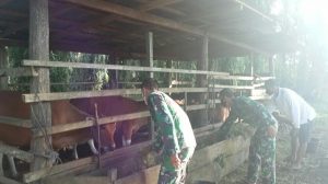 Peduli Warga, Satgas Bantu Beri Pakan Ternak