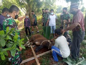 Idul Adha Dimasa Pandemi, Dandim 0420 Sarko Berkurban Seekor Sapi
