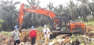 Bermitra dengan Asian Agri, KUD Makmur Rezeki Lakukan Tumbang Perdana