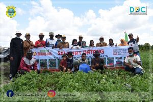 Sekda Panen Semangka Kelompok Tani Mekar Melati