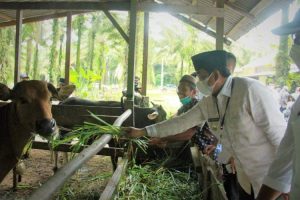 Bupati Tanjab Barat Lihat Peluang Ekspor Sapi ke Batam dan Singapura