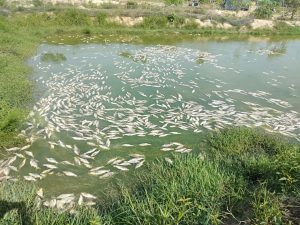 LB-BPPH MPC Pemuda Pancasila Muarojambi Terima Kuasa Hukum dari Petani