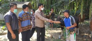 PetroChina International Jabung Berikan 12 Ekor Sapi kepada Dua Kelompok Tani