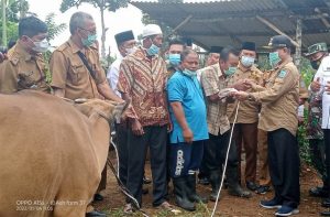 Bupati Merangin Serahkan Bibit Sapi ke Kelompok Tani Sido Maju