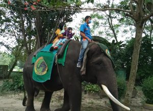 Konsep ‘Zoo Airport’ Pertama di Dunia Gagal? Taman Rimba Jambi Bakal Dipindah, Satwa Stres Akibat Bising