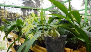 Perlu Upaya Penyelamatan, Kenali 4 Tanaman Endemik yang Terancam Punah di Indonesia