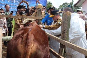 Al Haris Harap Vaksinasi Atasi PMK