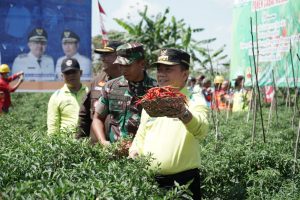 Al Haris: Panen Cabai Momentum Pembangunan Pertanian