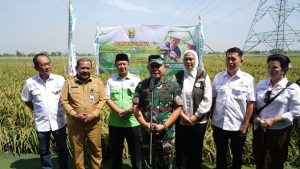 Kasad Panen Raya Padi Unggulan di Karawang