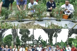 Wabup Hadiri Panen Raya Cabai di Desa Kubu Kandang Pemayung