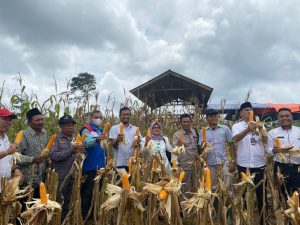 Wujudkan Ketahanan Pangan, Kelompok Tani Binaan SKK Migas – Pertamina EP Jambi Field Gelar Panen Raya Jagung