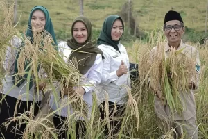 Wabup Batanghari Panen Padi Ladang Dusun VI Tanjung Simpur Rejo Bajubang
