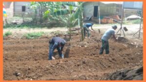 Manfaatkan Lahan Kosong, Satgas TMMD Kodim 0416/Bute Buat Kebun Sayur