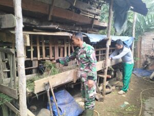 Disela Waktu Senggang, Anggota Satgas TMMD Bantu Warga Beri Pakan Ternak