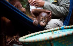 PHI Dukung Rehabilitasi Orangutan Sebelum Lepasliar di Kalimantan Timur