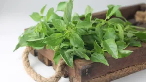 Cara Membuat Air Rebusan Daun Kemangi yang Ampuh Menurunkan Kolesterol